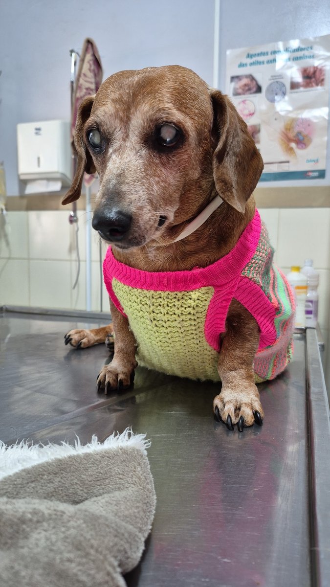 Clínica Veterinária E Pet Shop São Francisco De Assis