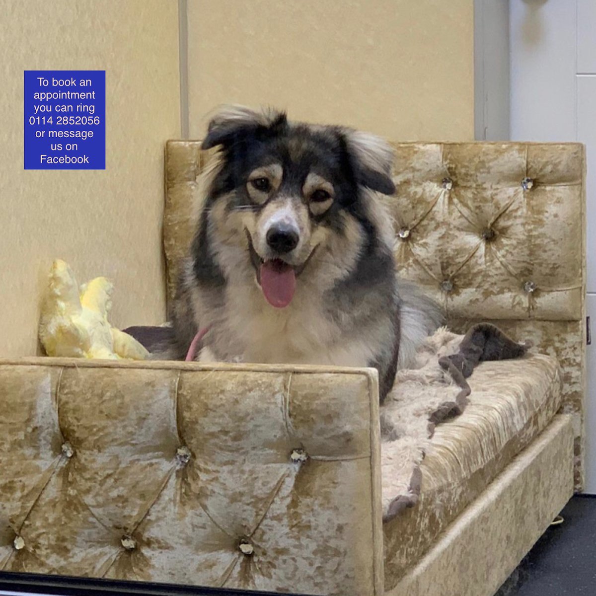 Real Pet Groomers - Photo 2