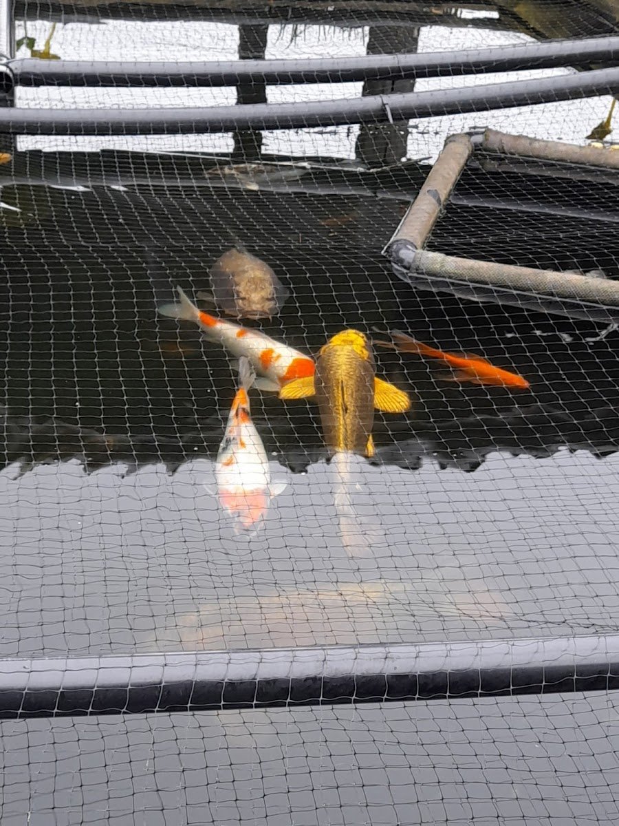 Wards Aquatics - Photo 2