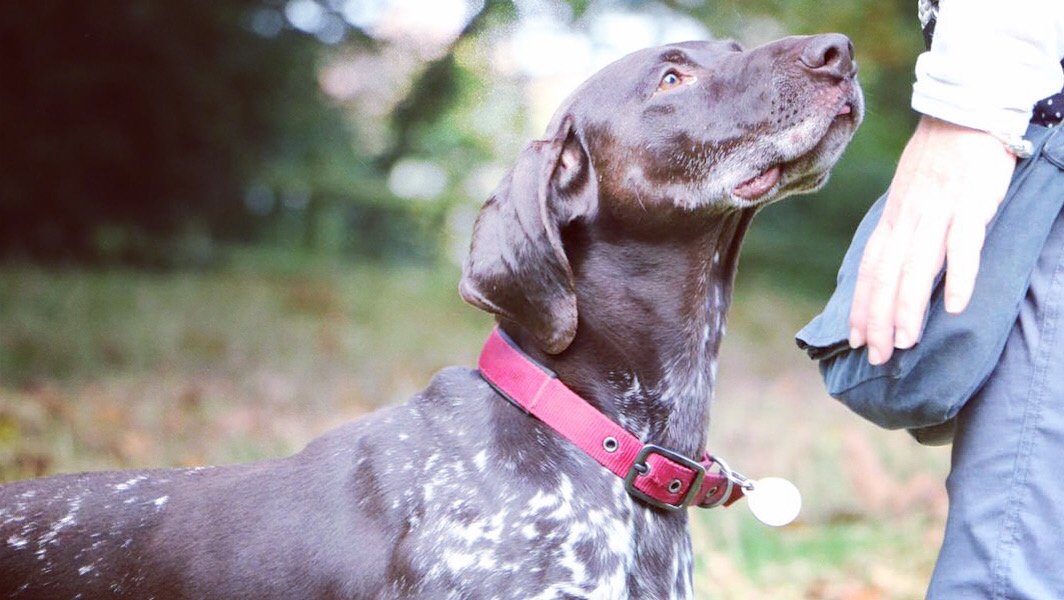 Canine To 5 - Photo 2