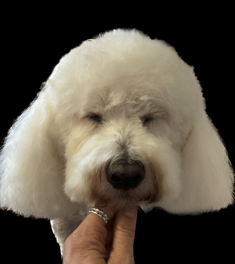 Dapper Dogs - Photo 2