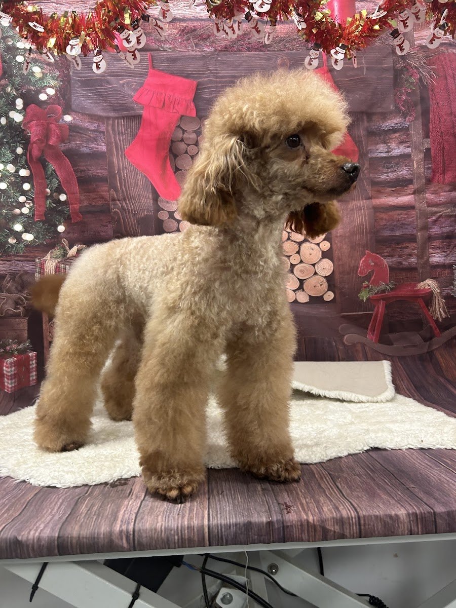 Carys’ K9 Grooming - Photo 2