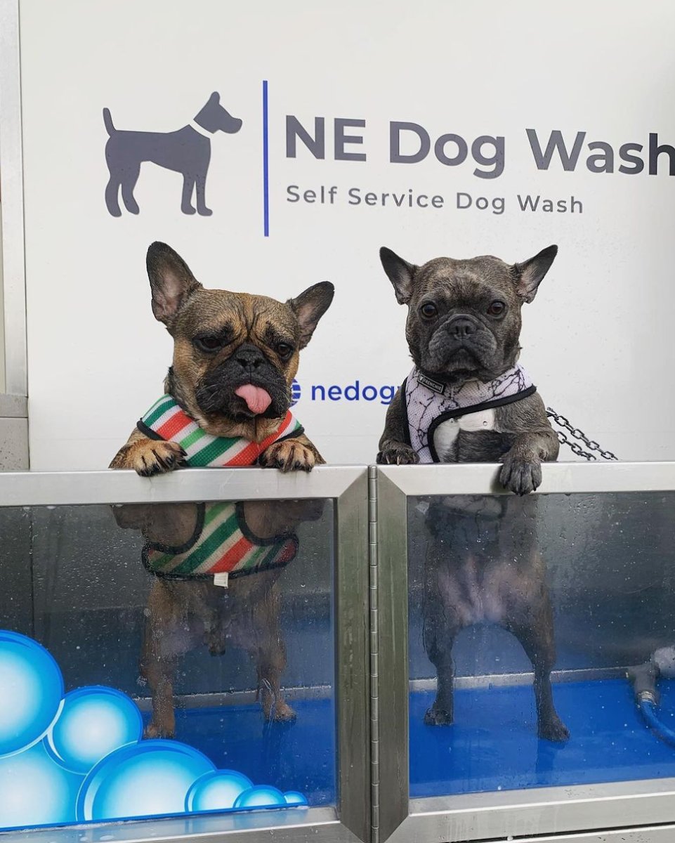 NE Dog Wash - Photo 2