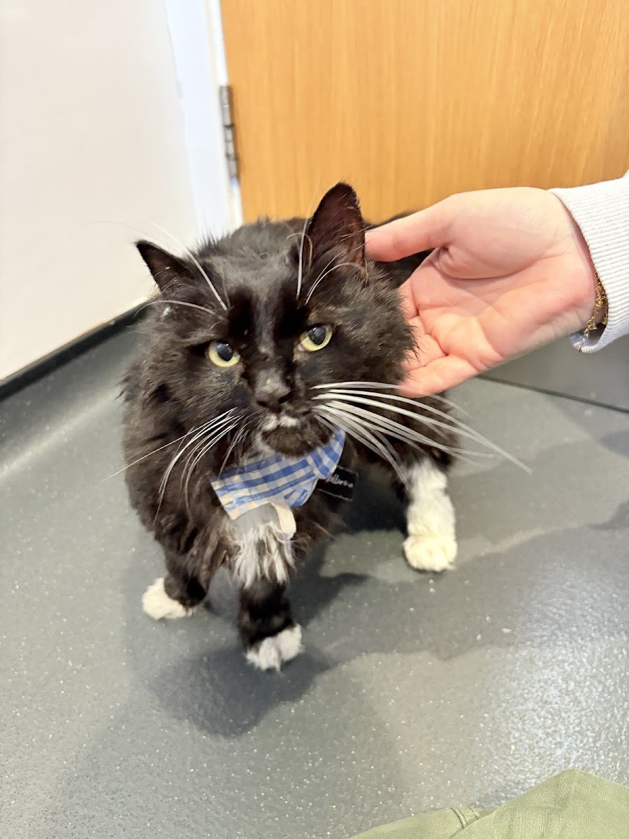 Westway Veterinary Group, Cat Clinic - Photo 2