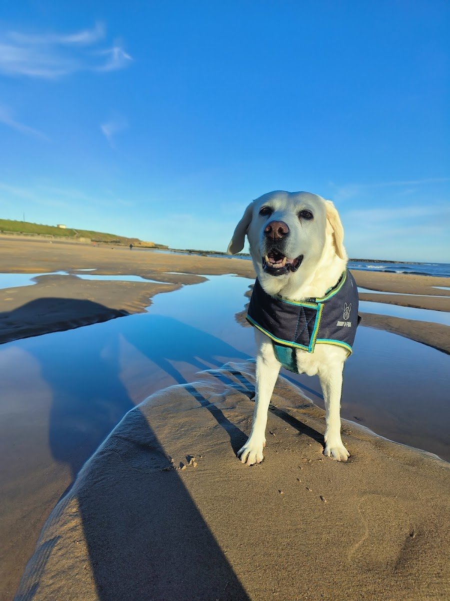 Pallett's Pet Services - Photo 2