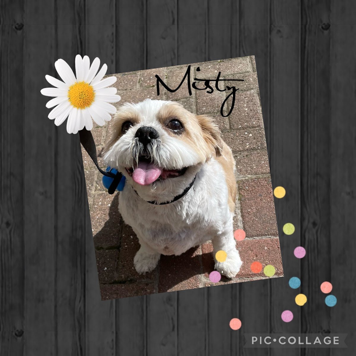 Dotties Dog Grooming - Photo 2