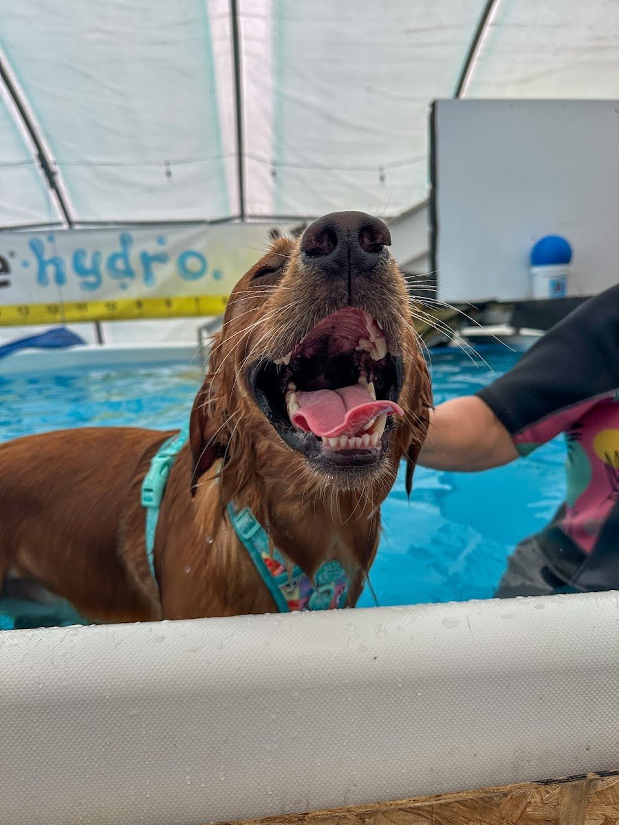 Petsercise Hydro Grooming (Tantobie) - Photo 2