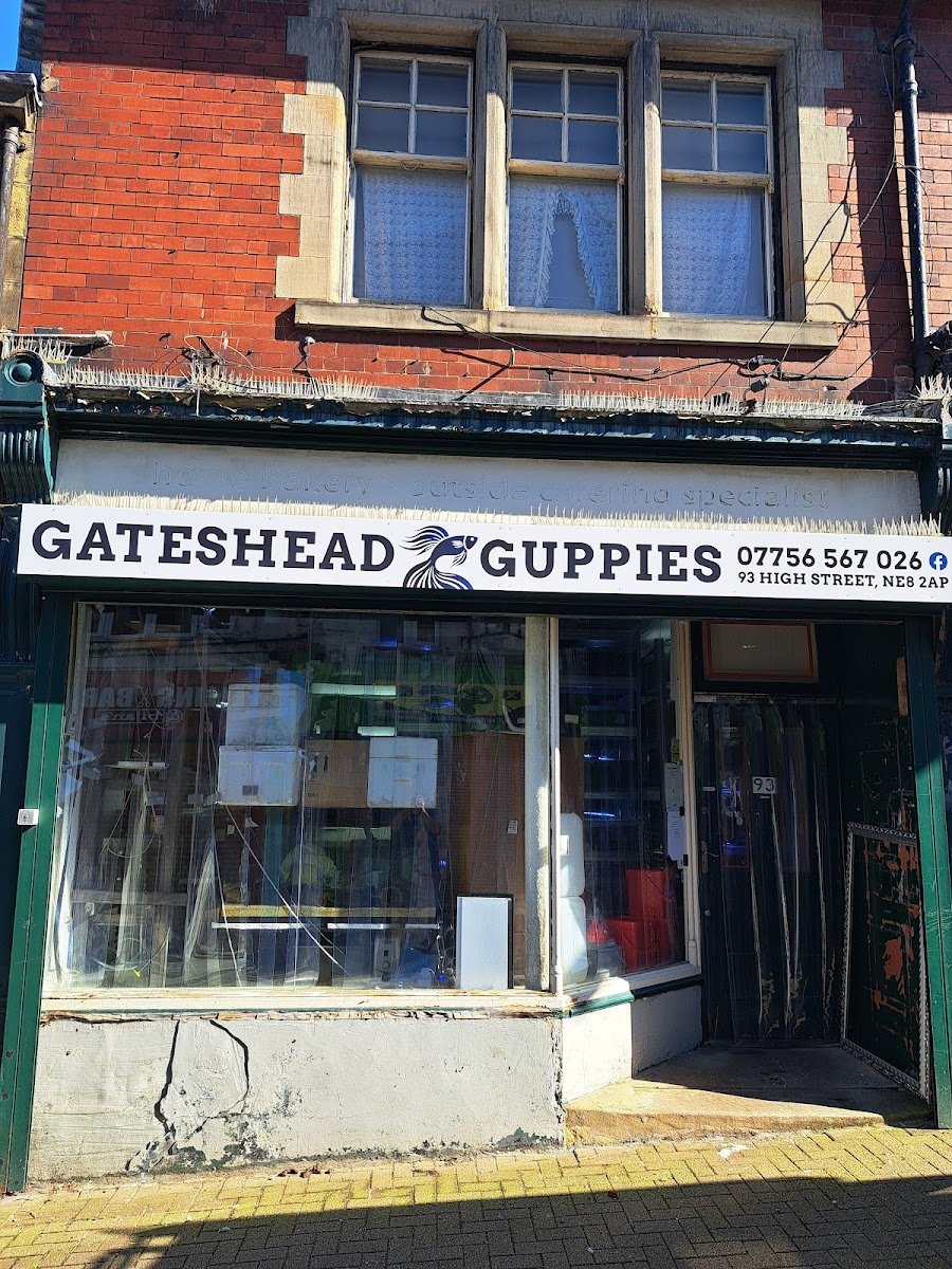 Gateshead Guppies - Photo 2