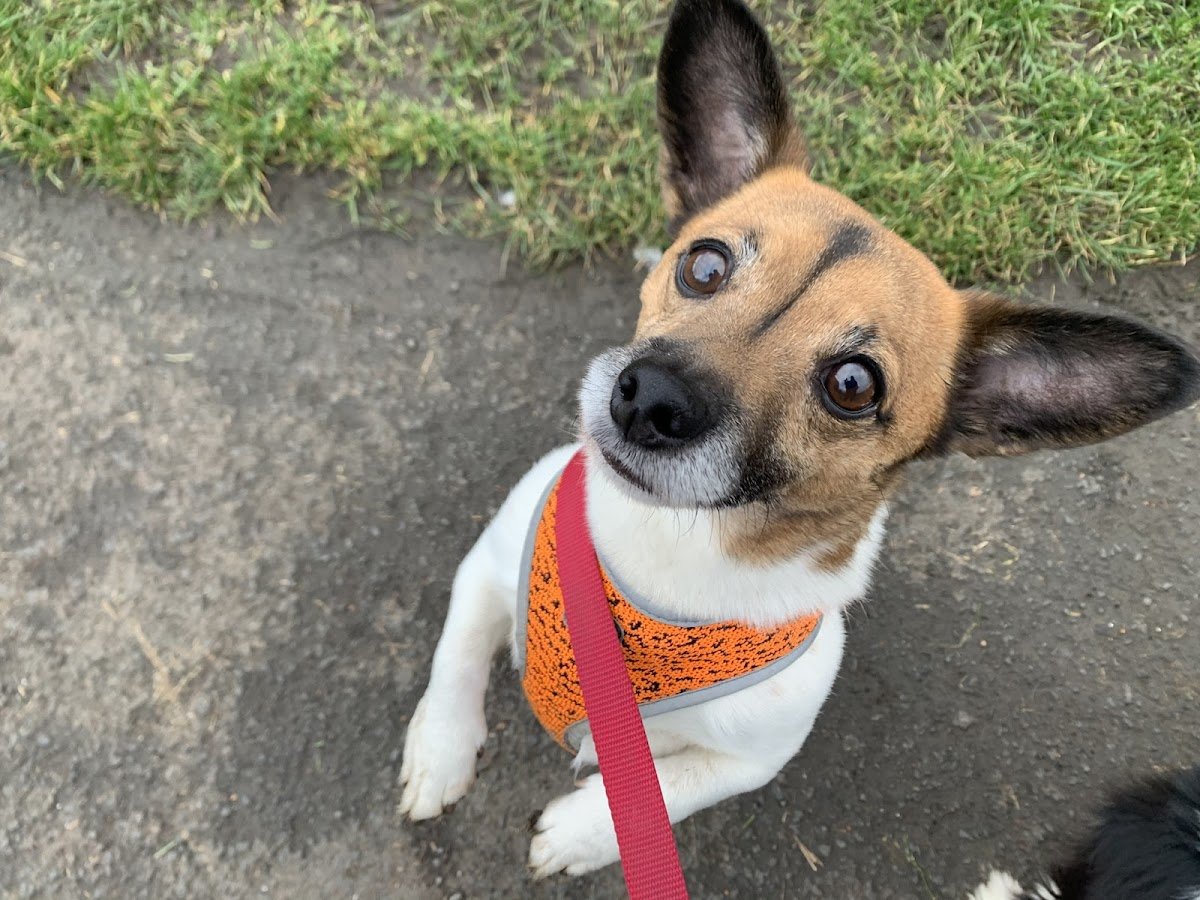 Why Aye Pet - Photo 2