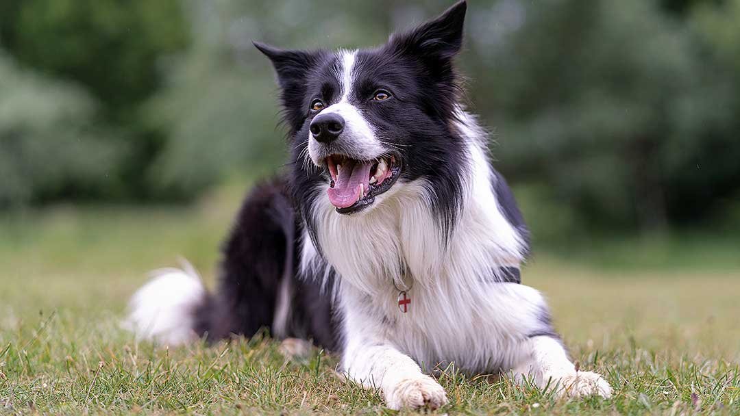 Gemini Pet Care - Photo 2