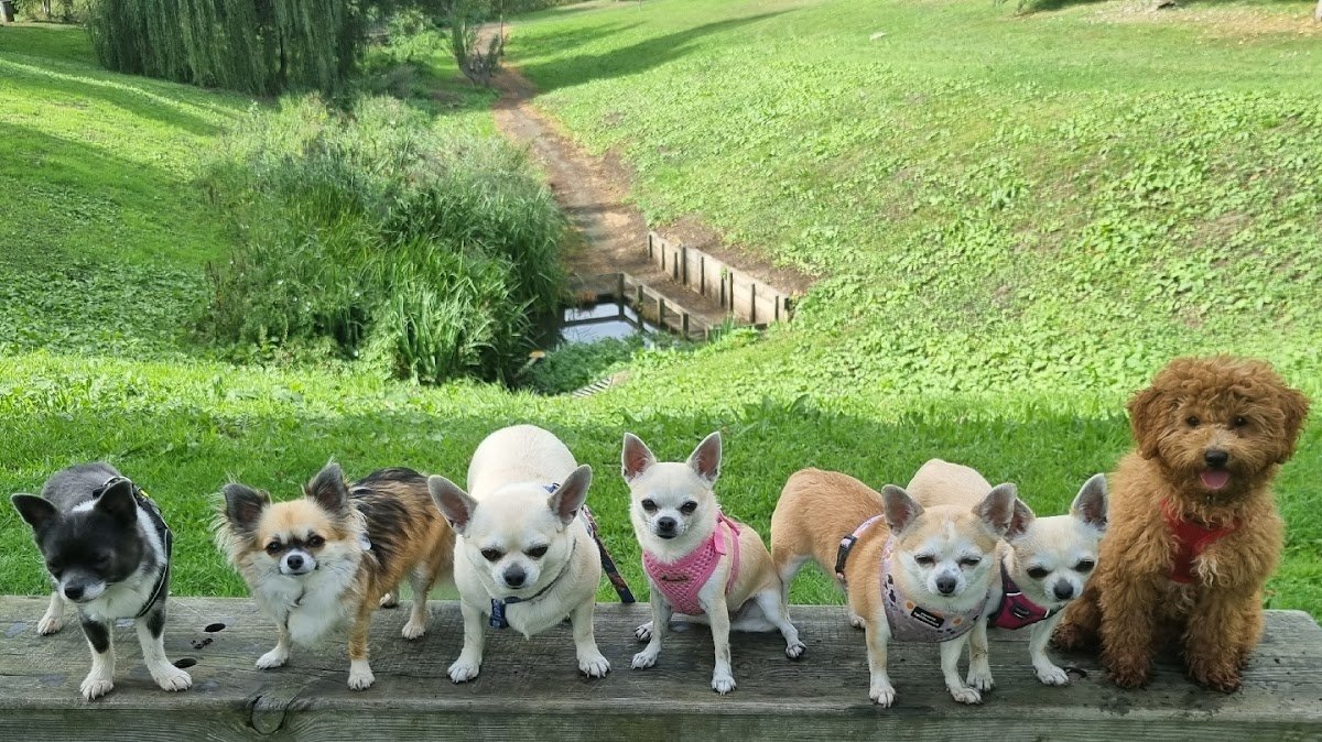 Small paws pet services - Photo 2