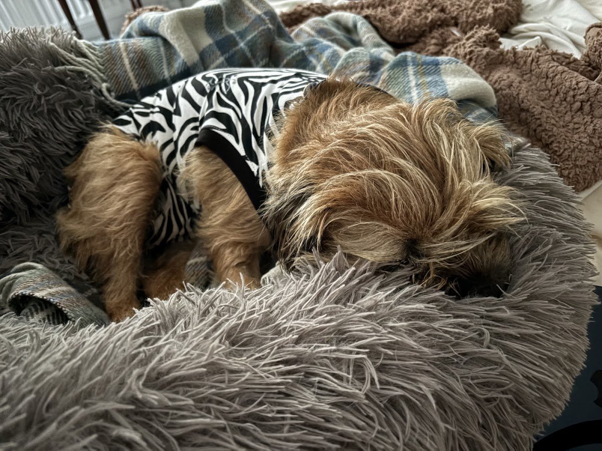 River Veterinary Care - Photo 2