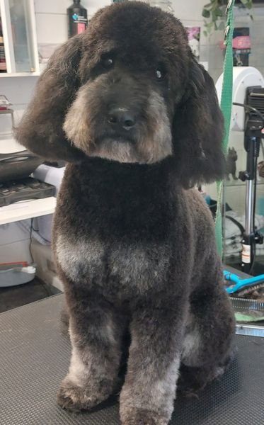 Perfect Pooch - Photo 2