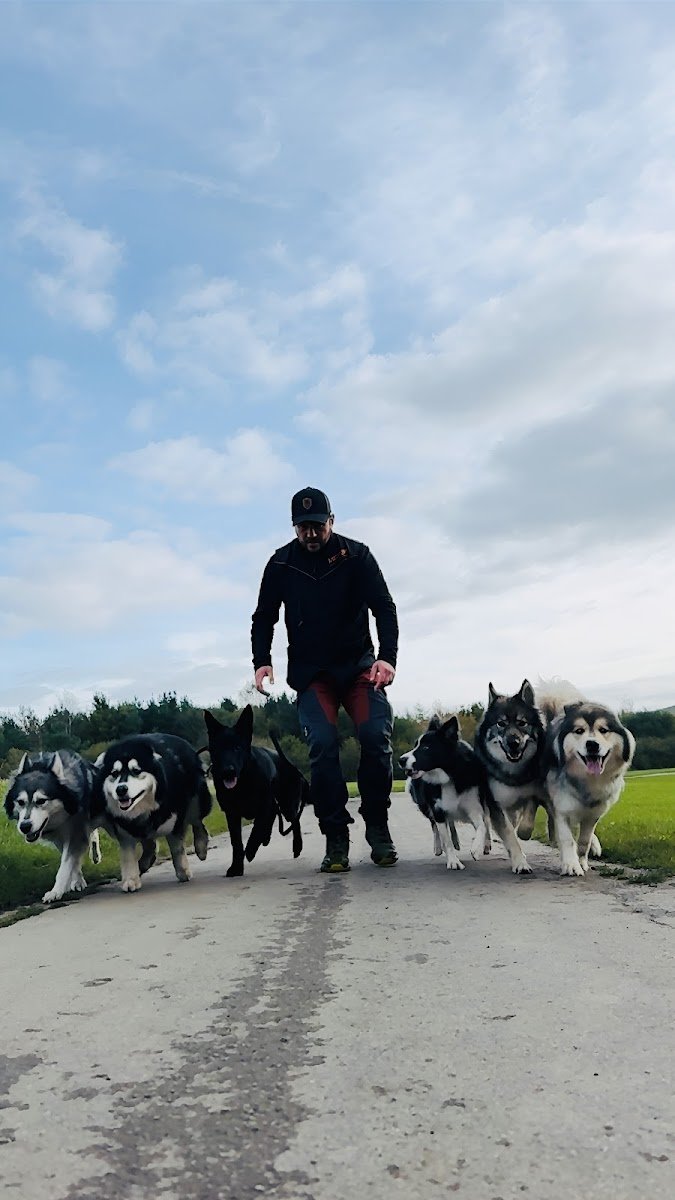 Sexton Dogs - Photo 2