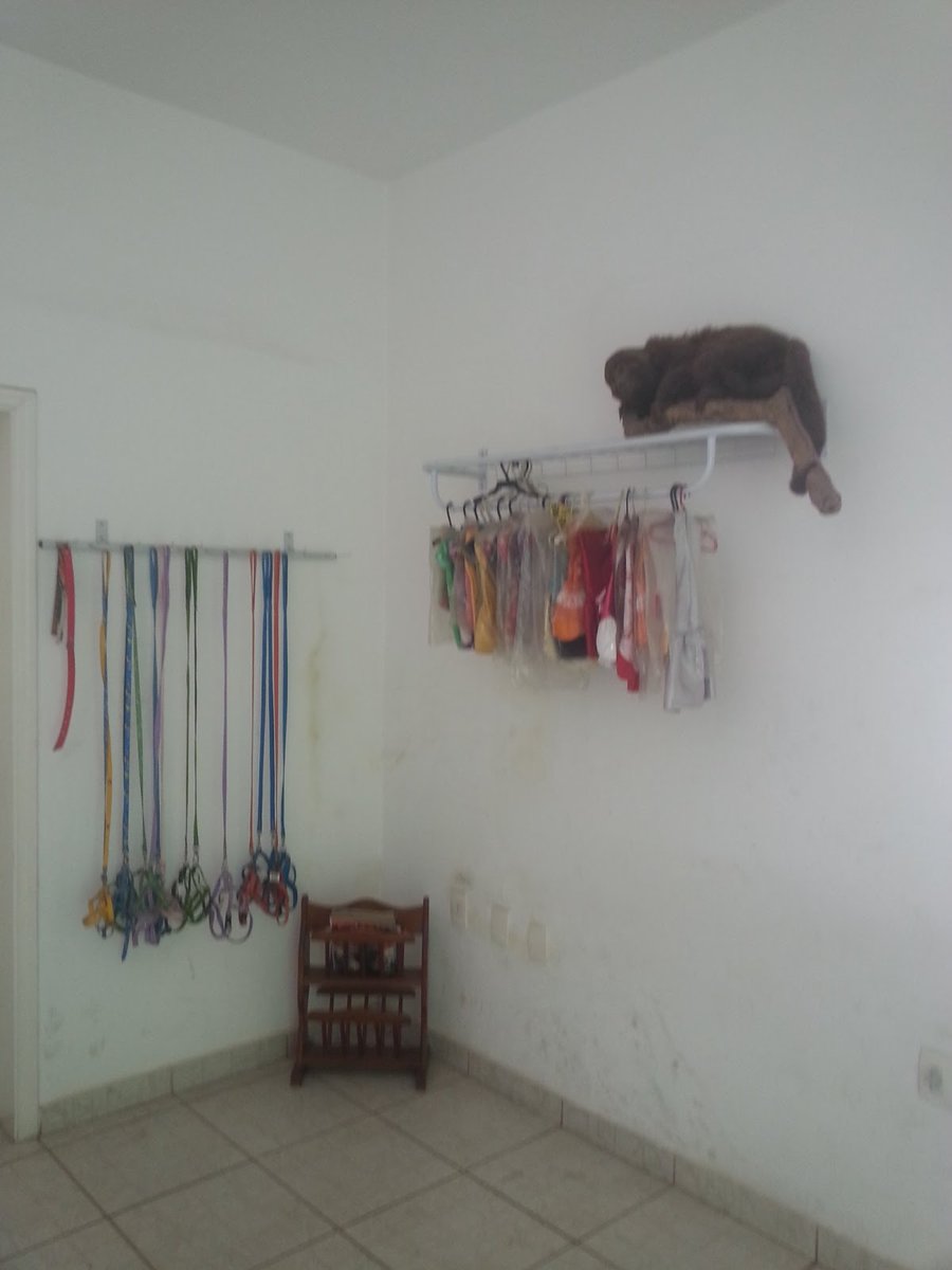 Pet Shop Animal Beauty