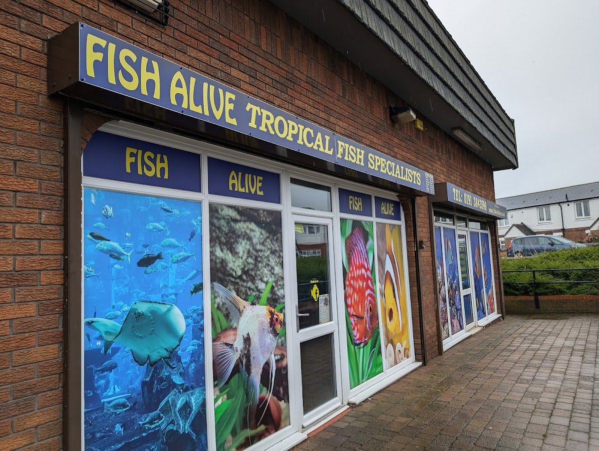Fish Alive - Photo 2