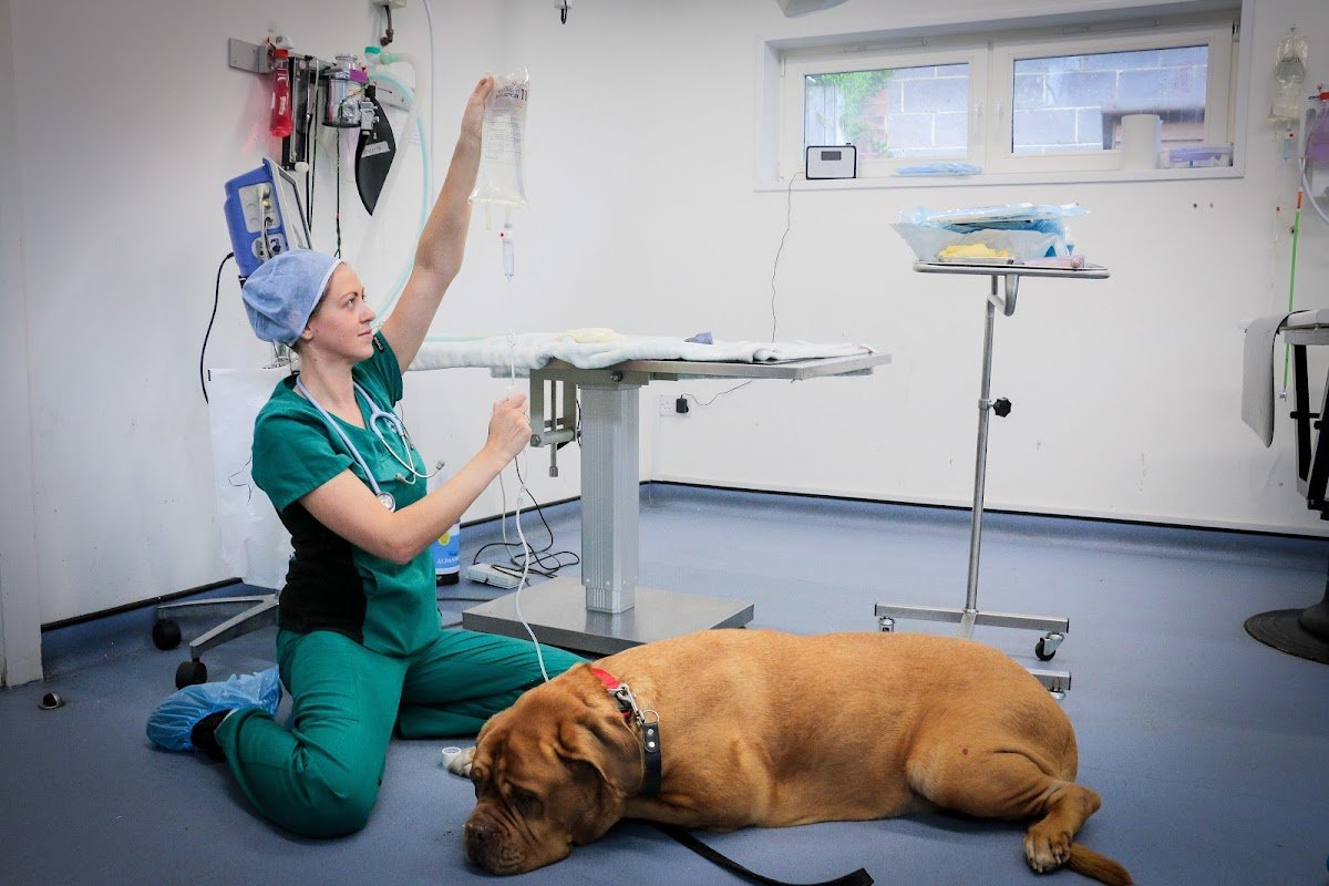 Westway Veterinary Group, Whickham - Photo 2
