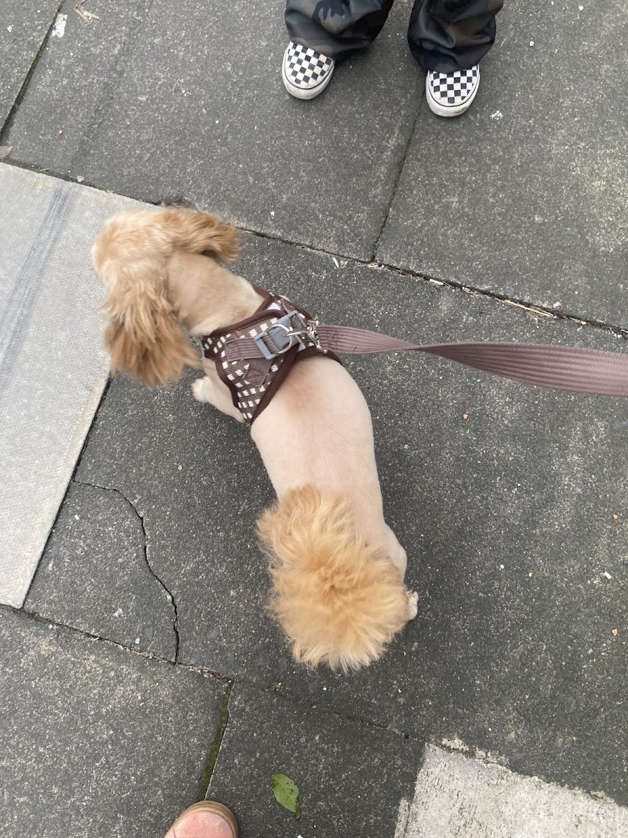 Pippins Pawtique - Photo 2
