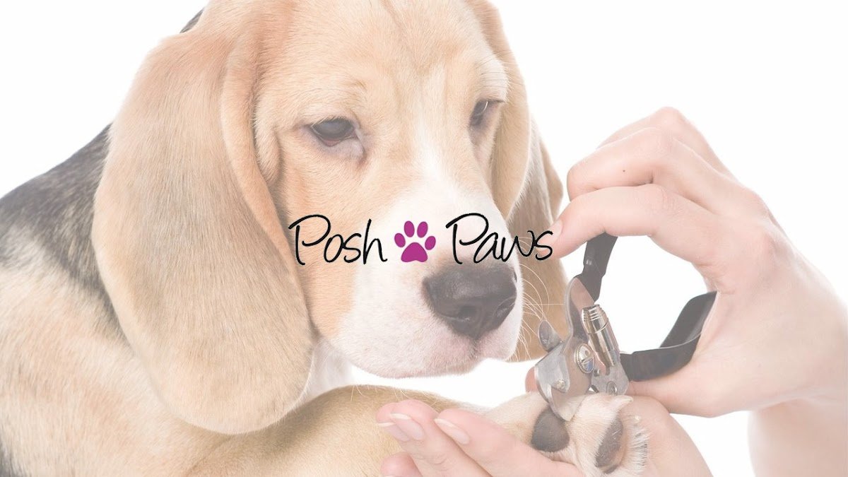 Posh Paws - Photo 2