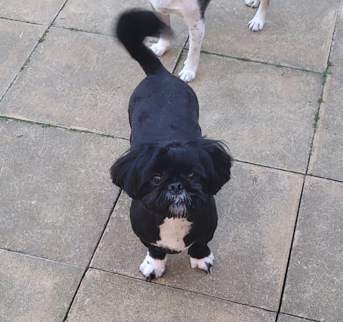 The Dog Garden - Photo 2