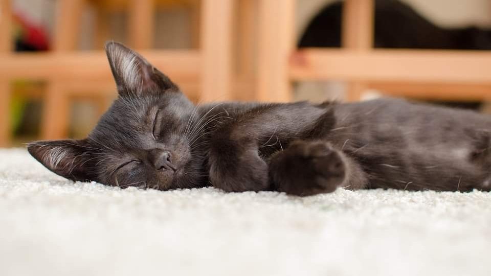 Low Horton Cattery - Photo 2