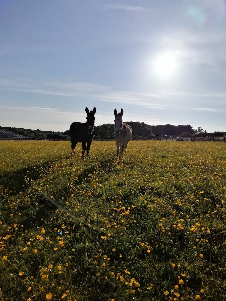 Durham Donkey Rescue - Photo 2