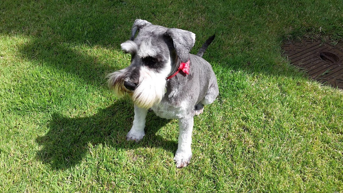 Waggiedogs Grooming - Photo 2