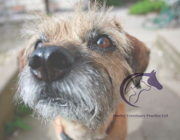 Morley Veterinary Practice Ltd - Photo 2