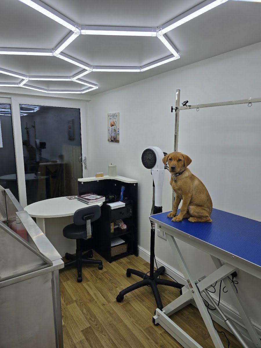 Derbyshire Dog Grooming - Photo 2
