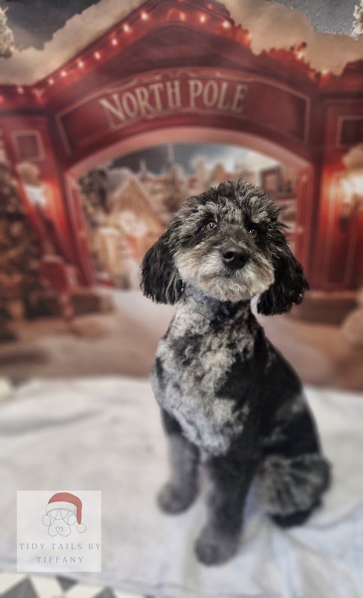 TidyTailsbyTiffany - Photo 2