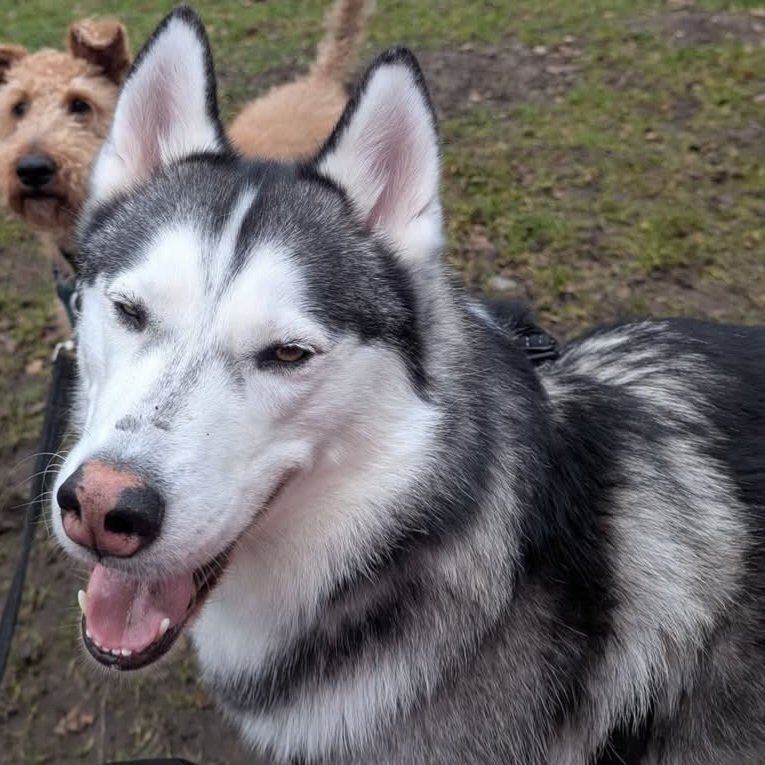 paws2purrs Dog Daycare and boarding - Photo 2