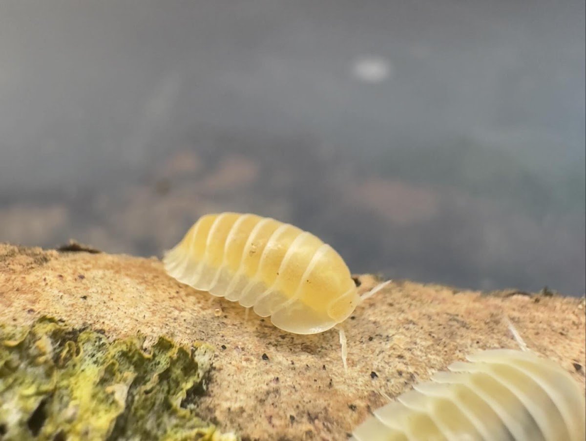 Isopods.co.uk - Photo 2