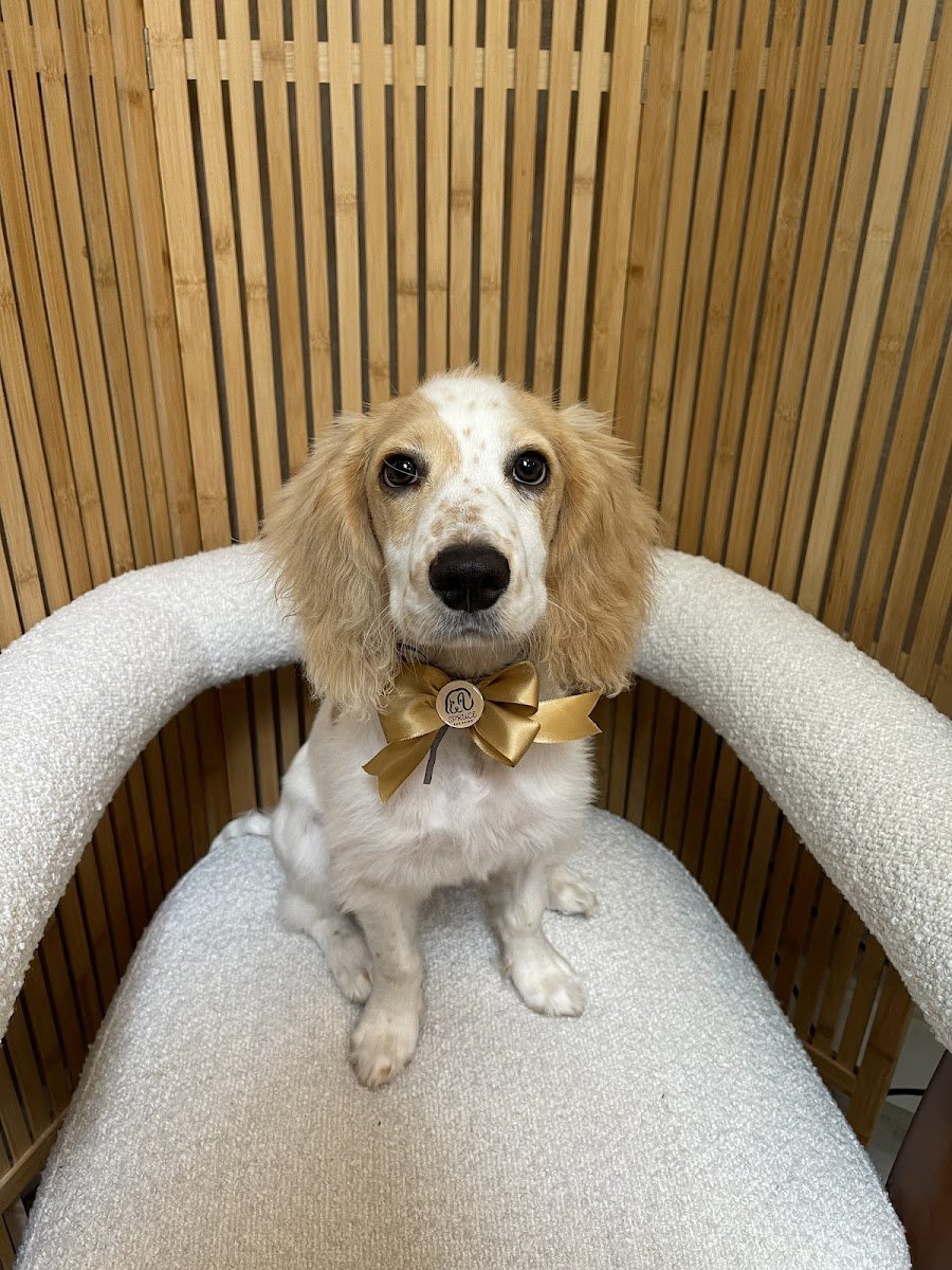 Spruce Dog Salon - Photo 2