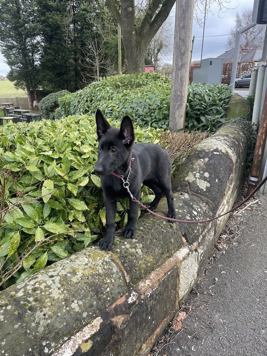 Healthy K9 - Photo 2