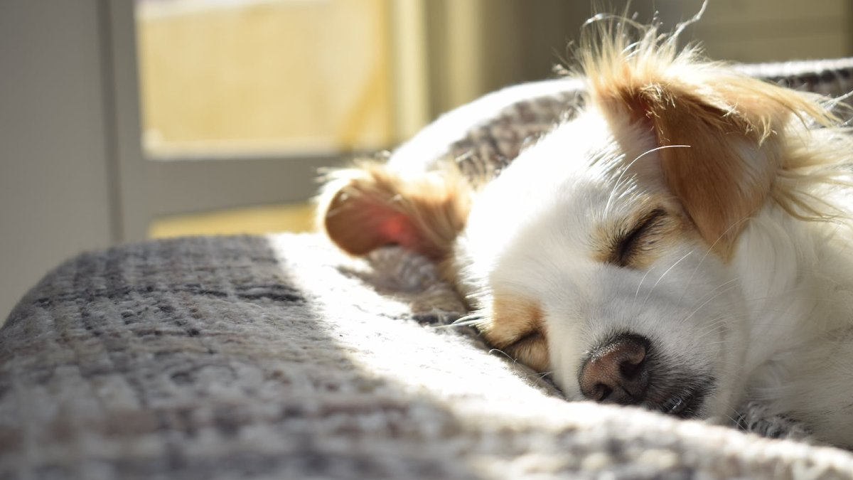 Nottingham Pet Care - Photo 2