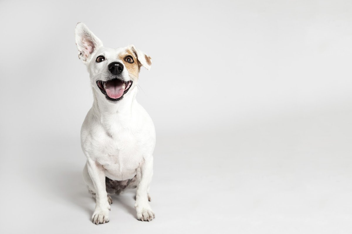 McPhersons Veterinary Practice - Photo 2
