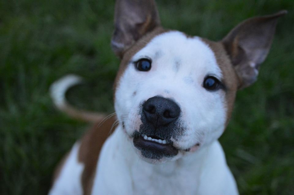 Castlefield Kennels - Photo 2