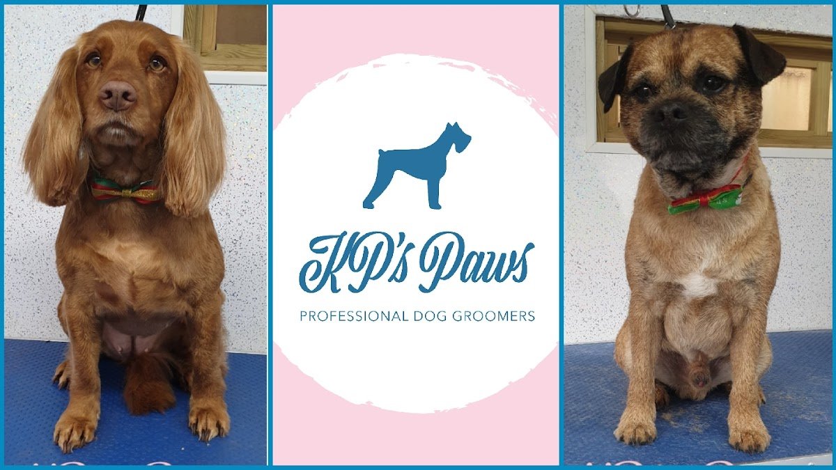 KP's Paws - Photo 2