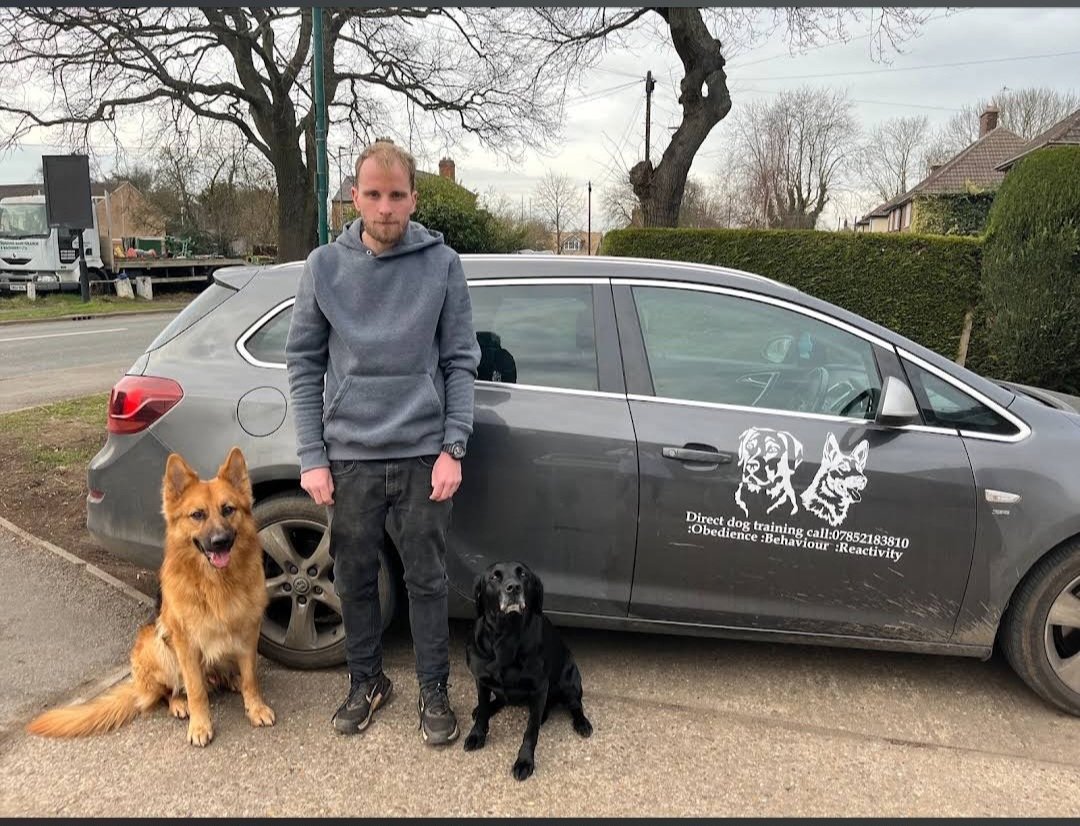 Direct dog training - Photo 2