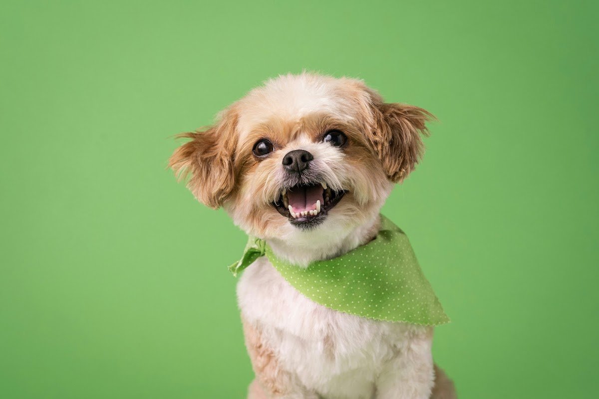 4 Paws Wash & Go - Photo 2