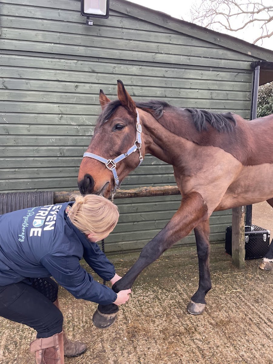 Even Stride Veterinary Physiotherapy - Photo 2
