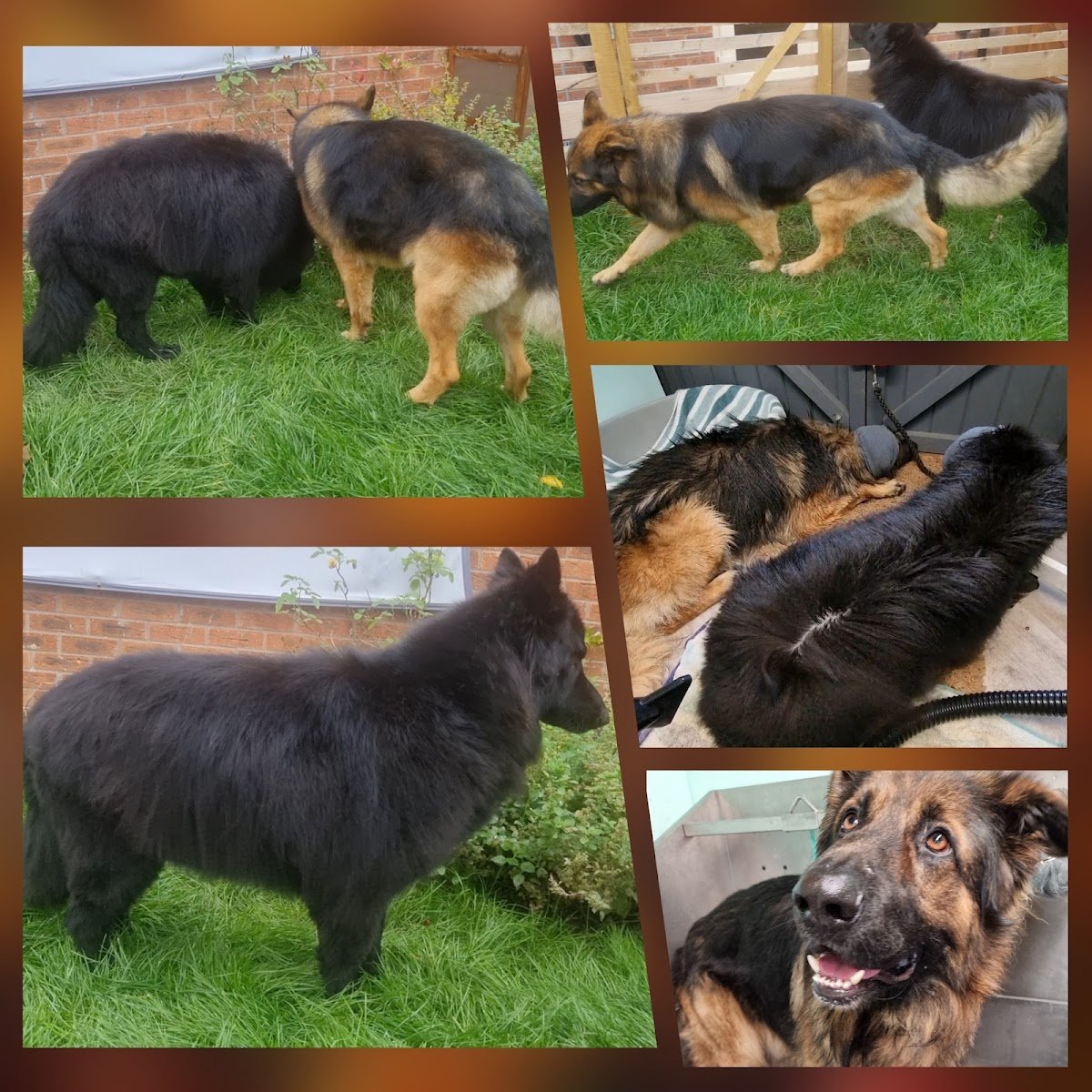 Naturally Fluffy Dog Spa - Photo 2