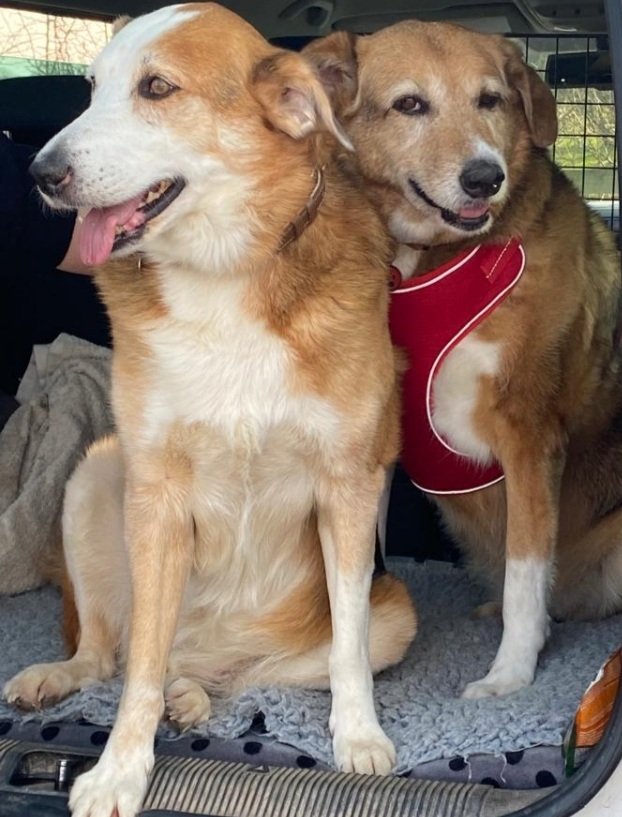 Paws2go Sharnford - Photo 2