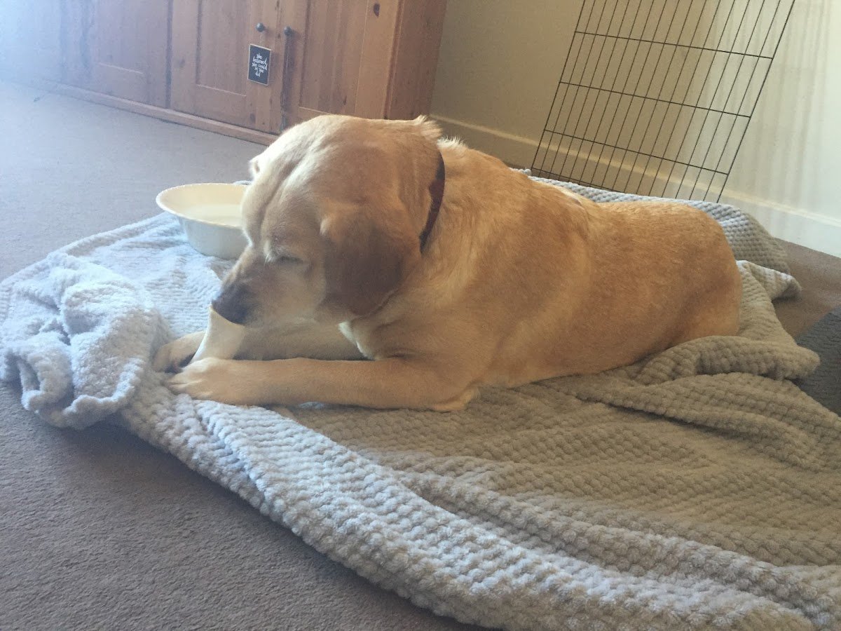 Vets4Pets - Hinckley - Photo 2