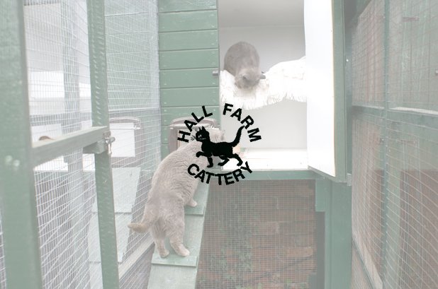 Hall Farm Cattery - Photo 2