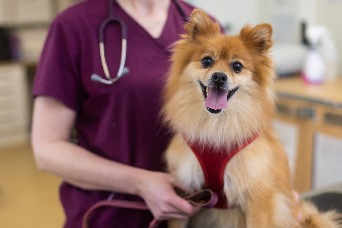 Emscote Vets - Photo 2