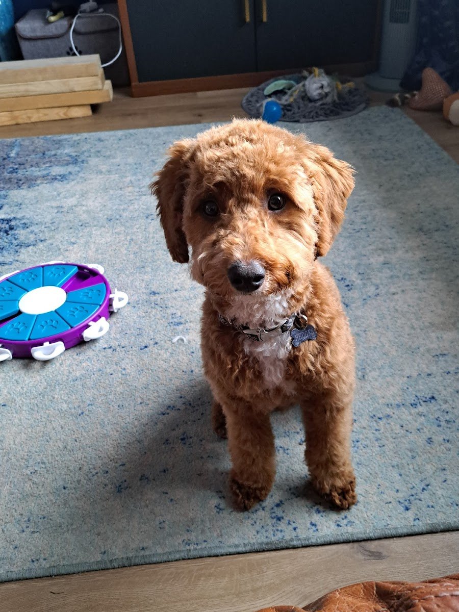 Lovely Dog Grooming - Photo 2
