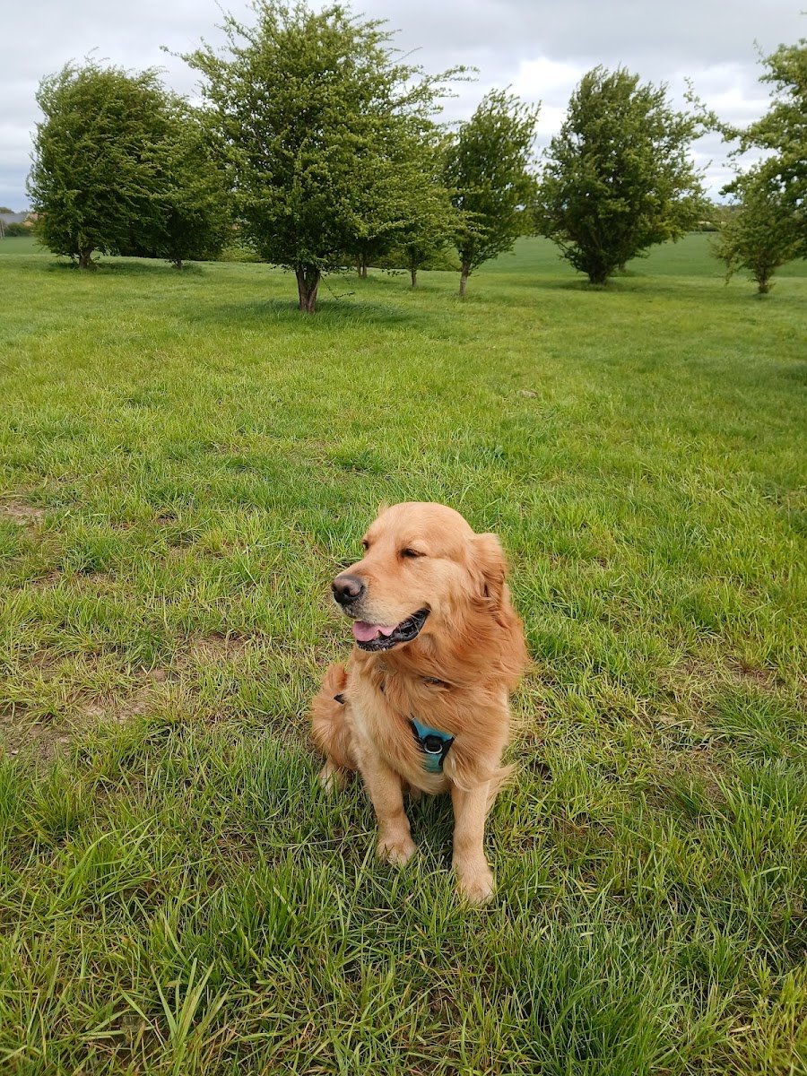 Medivet Binley - Photo 2