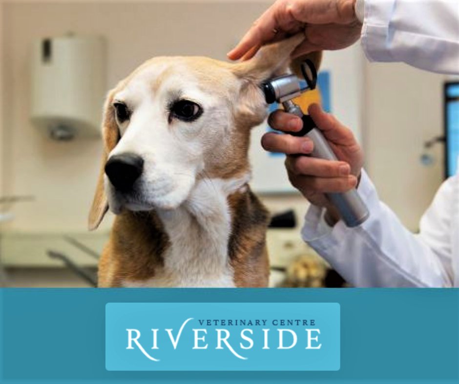 Riverside Veterinary Centre - Photo 2