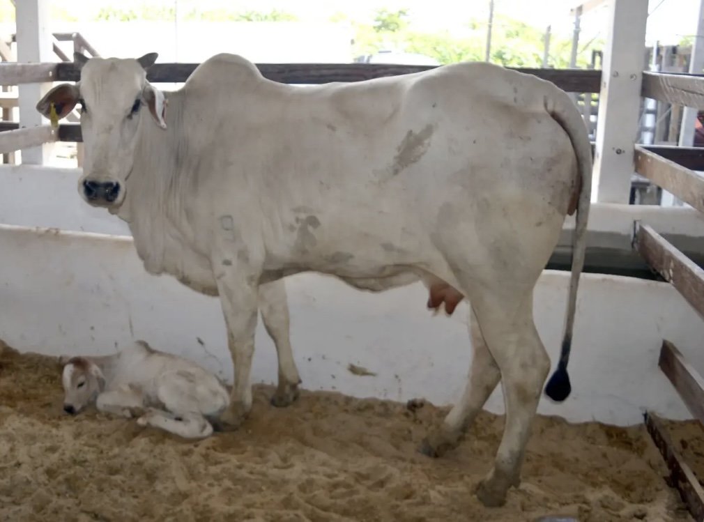 Consultório Veterinário Dr José Roberto Patriota